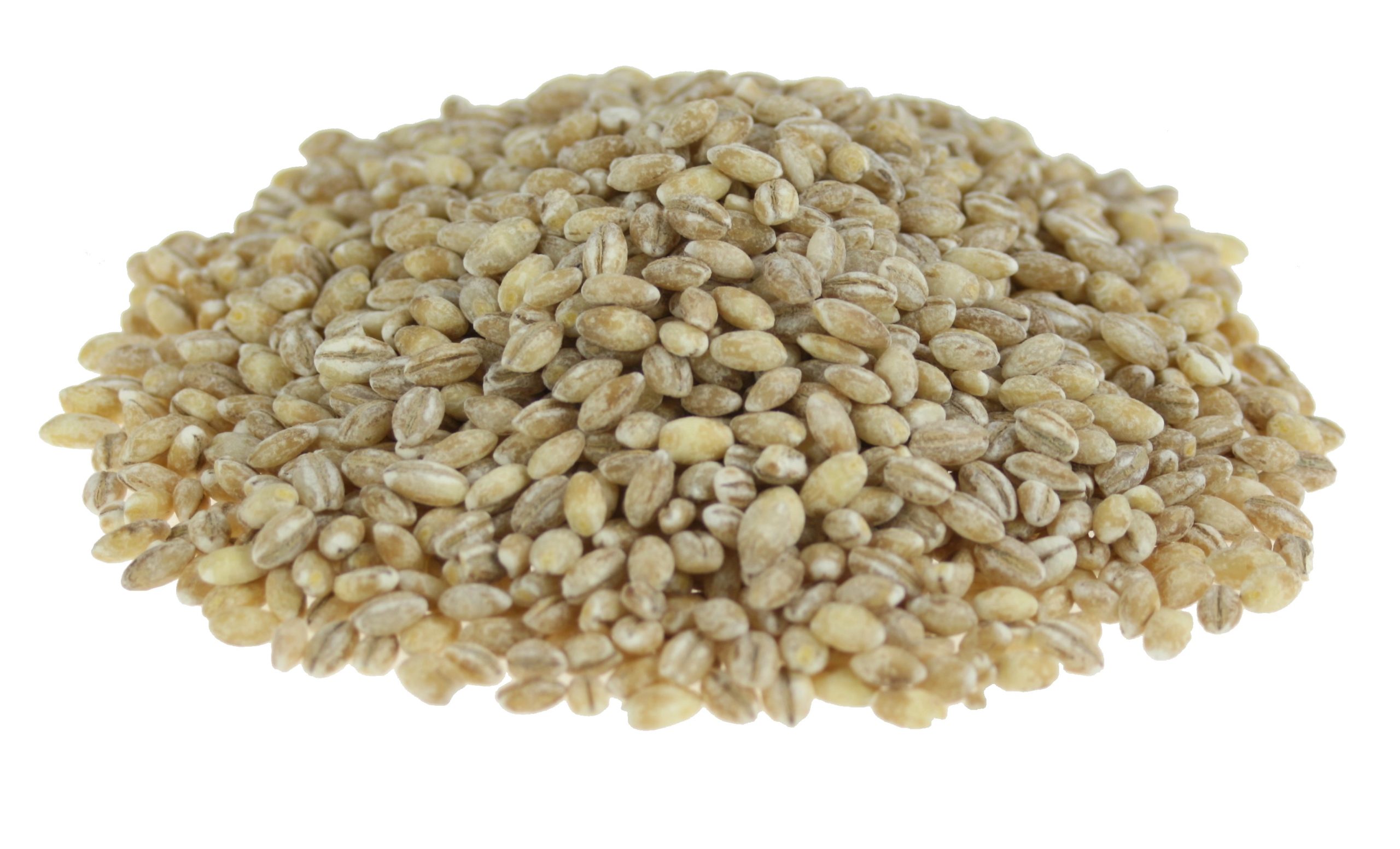 barley01