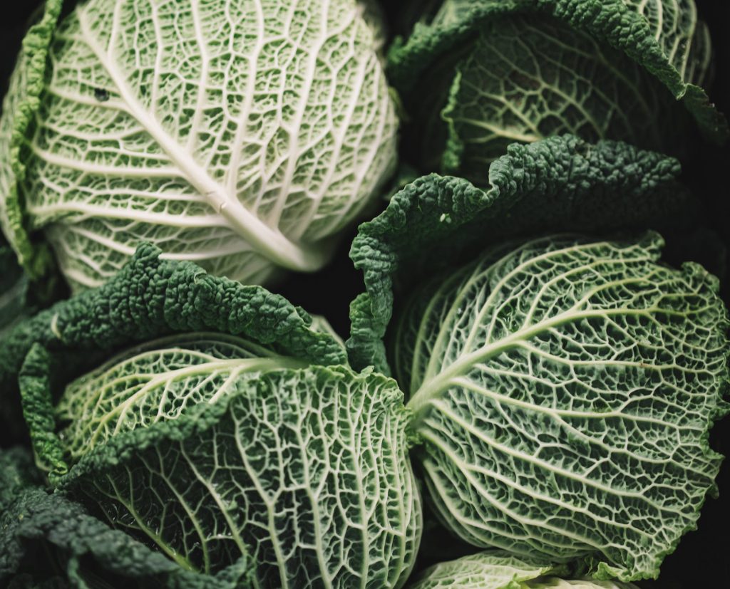 cabbage