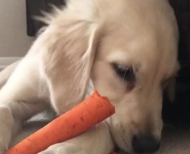 carrot-2