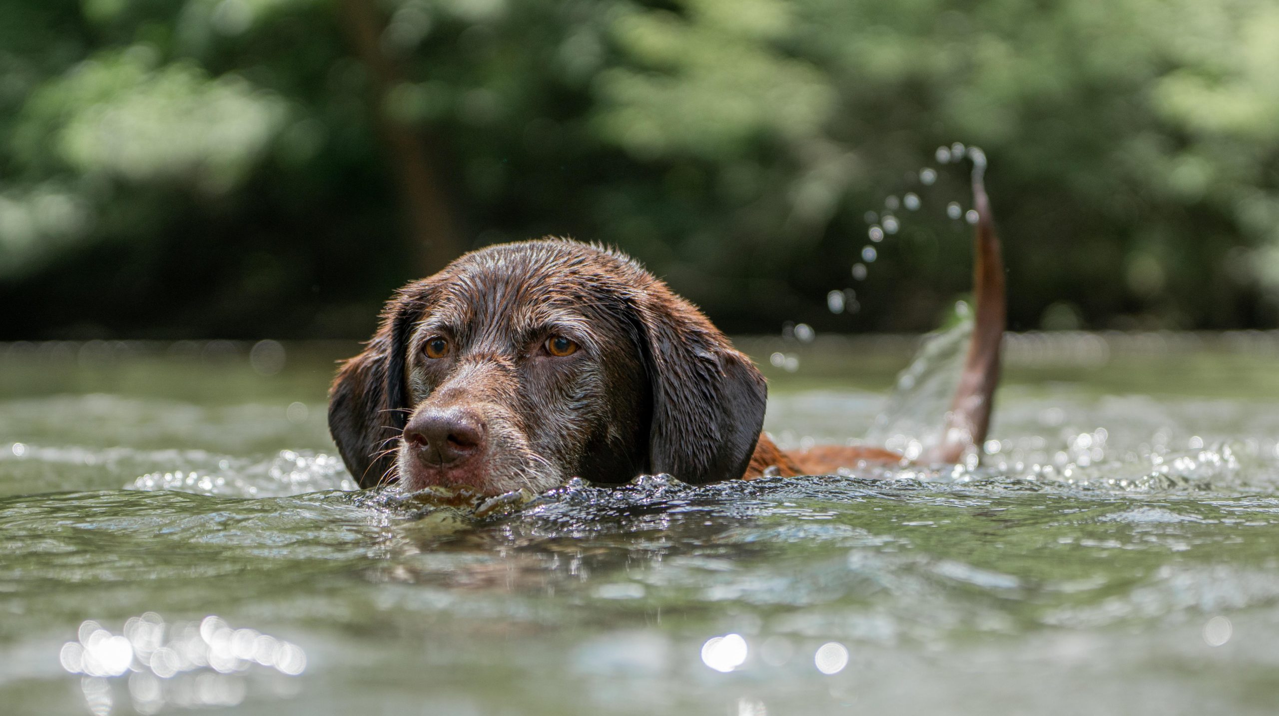 chocolate-labrador-5402611