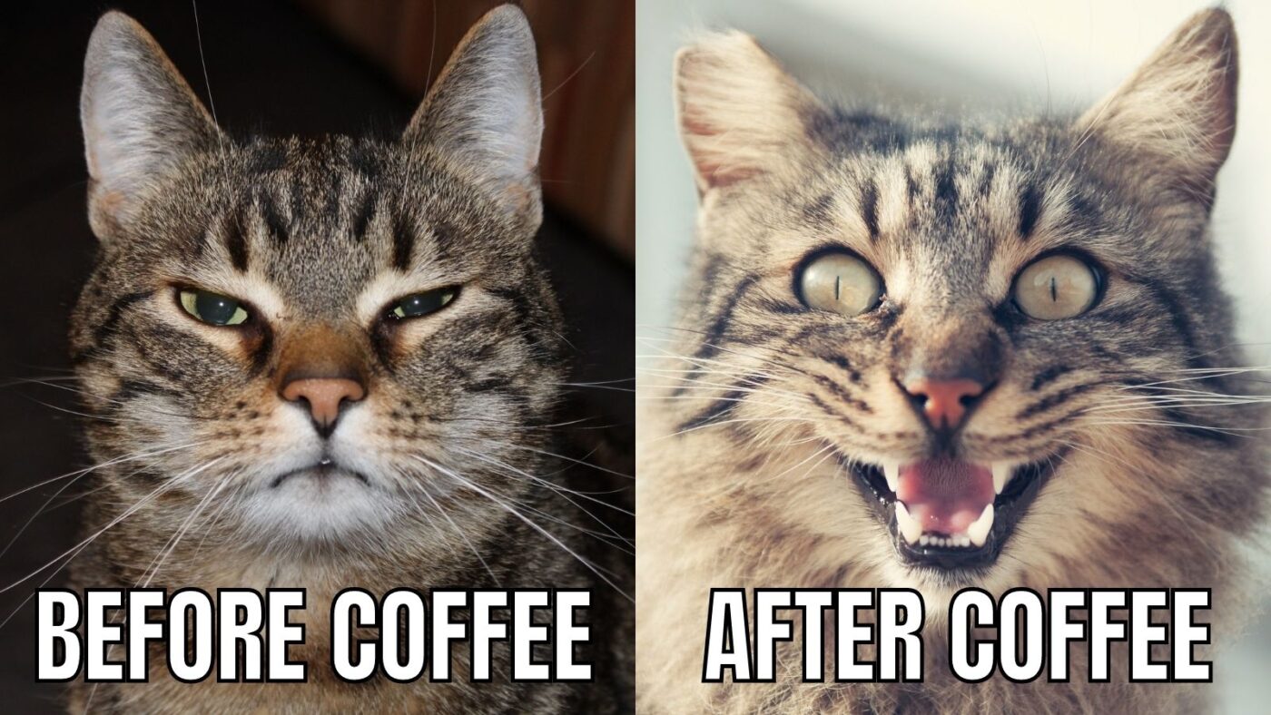 coffee-cat-meme-1400x788
