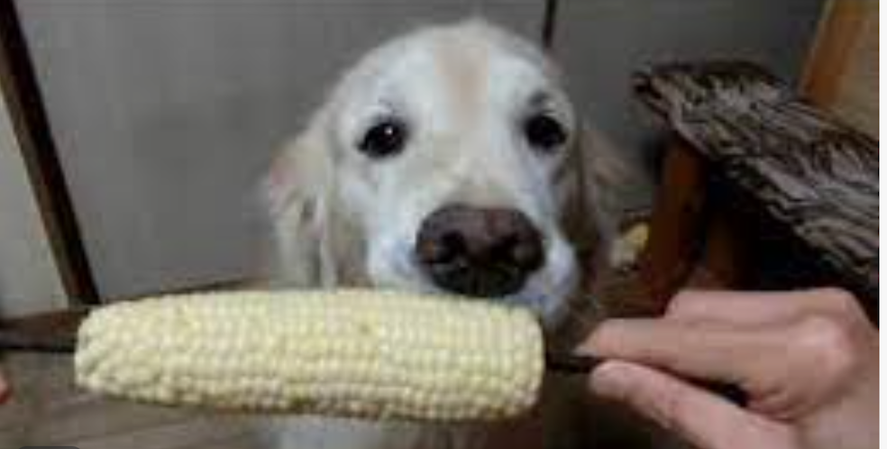 corn-2