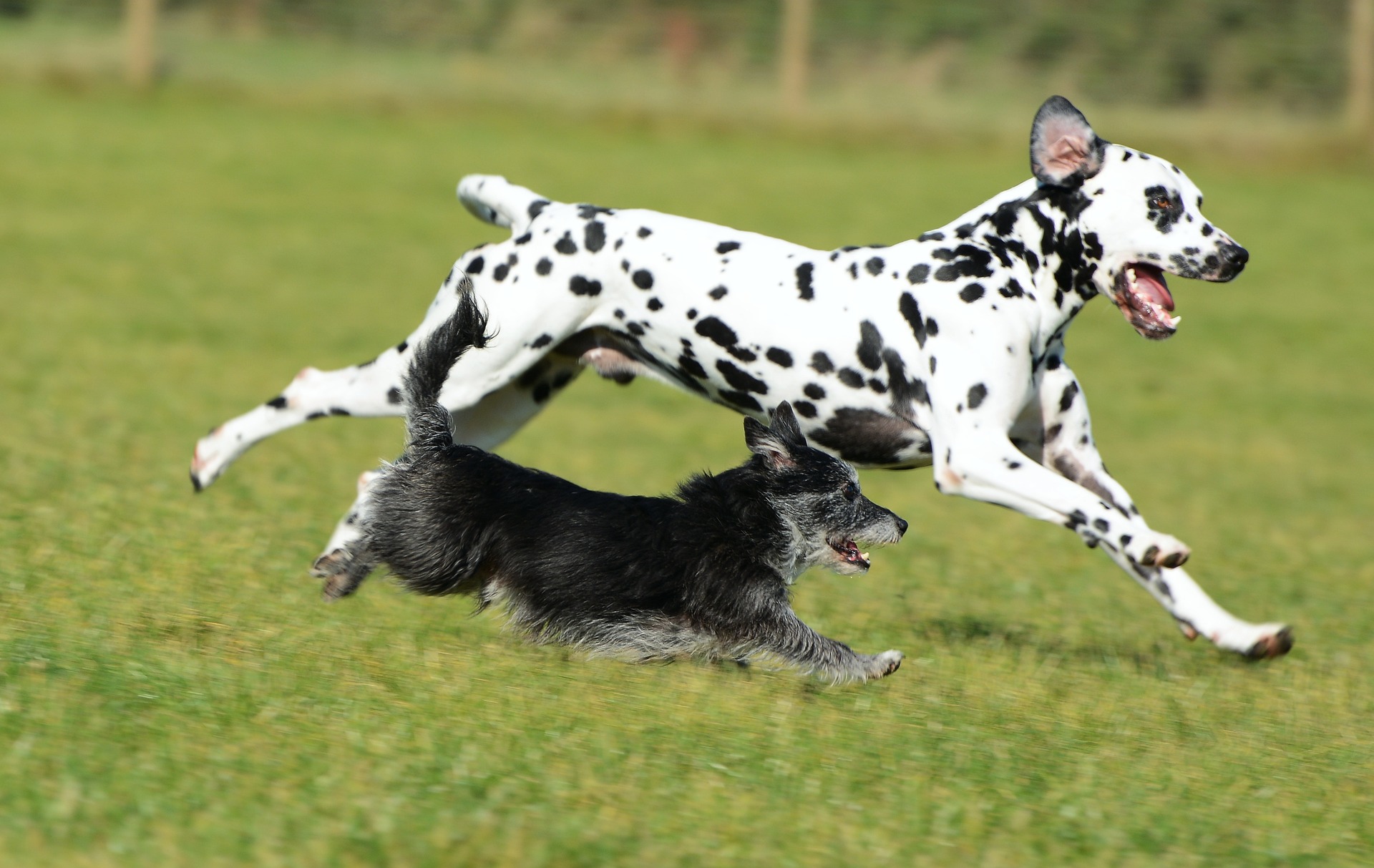dalmatian-3737541_1920