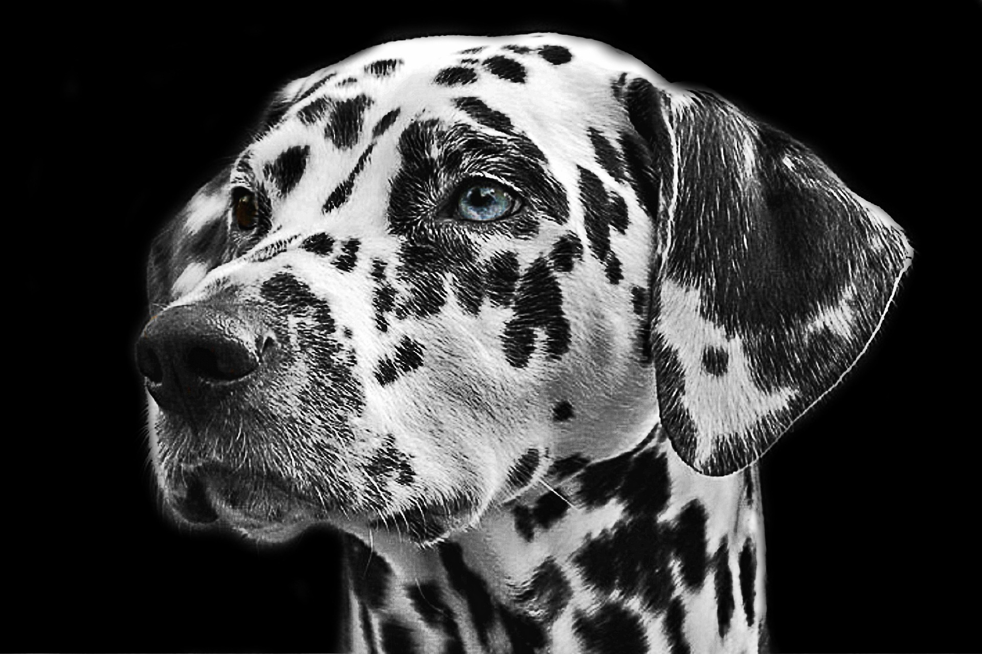 dalmatian-765138_1920