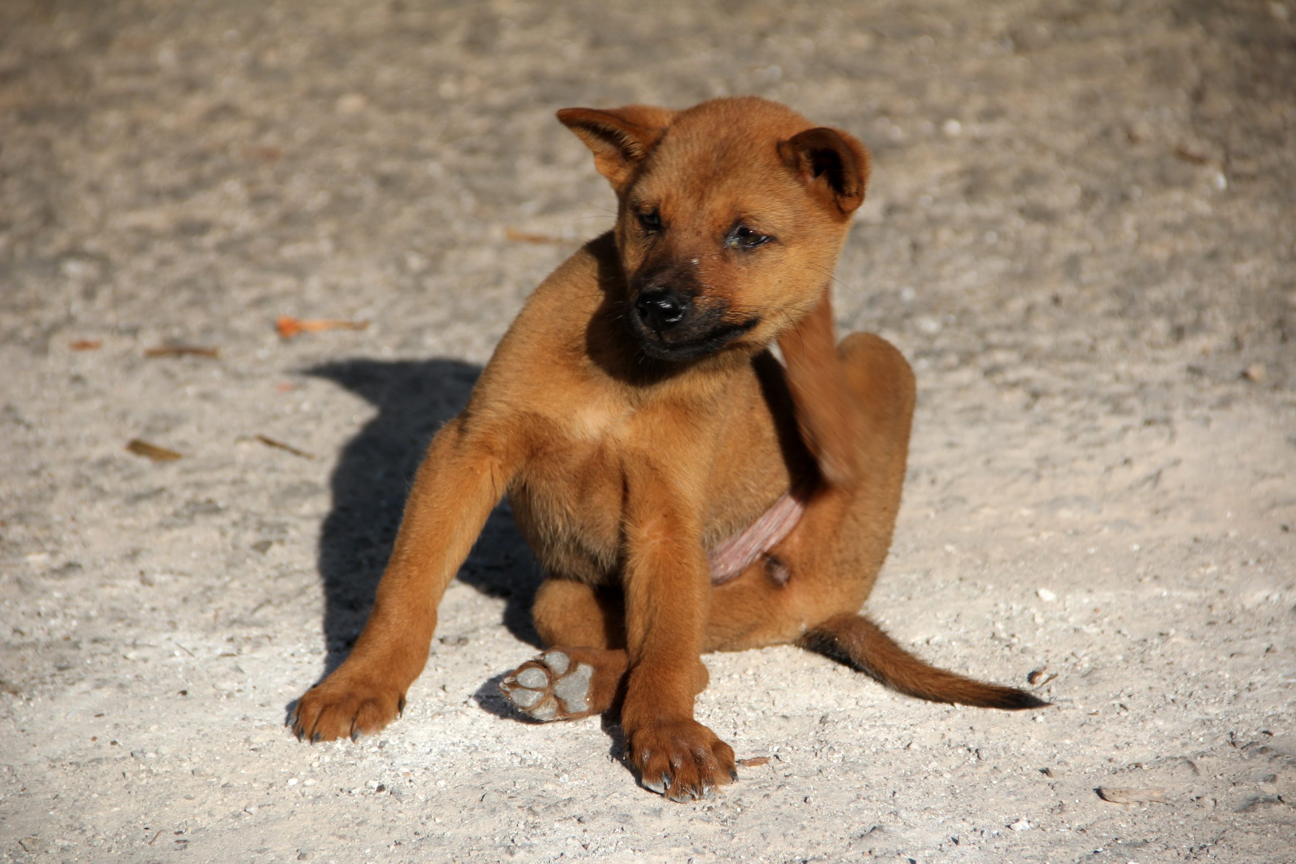 dog-1559746