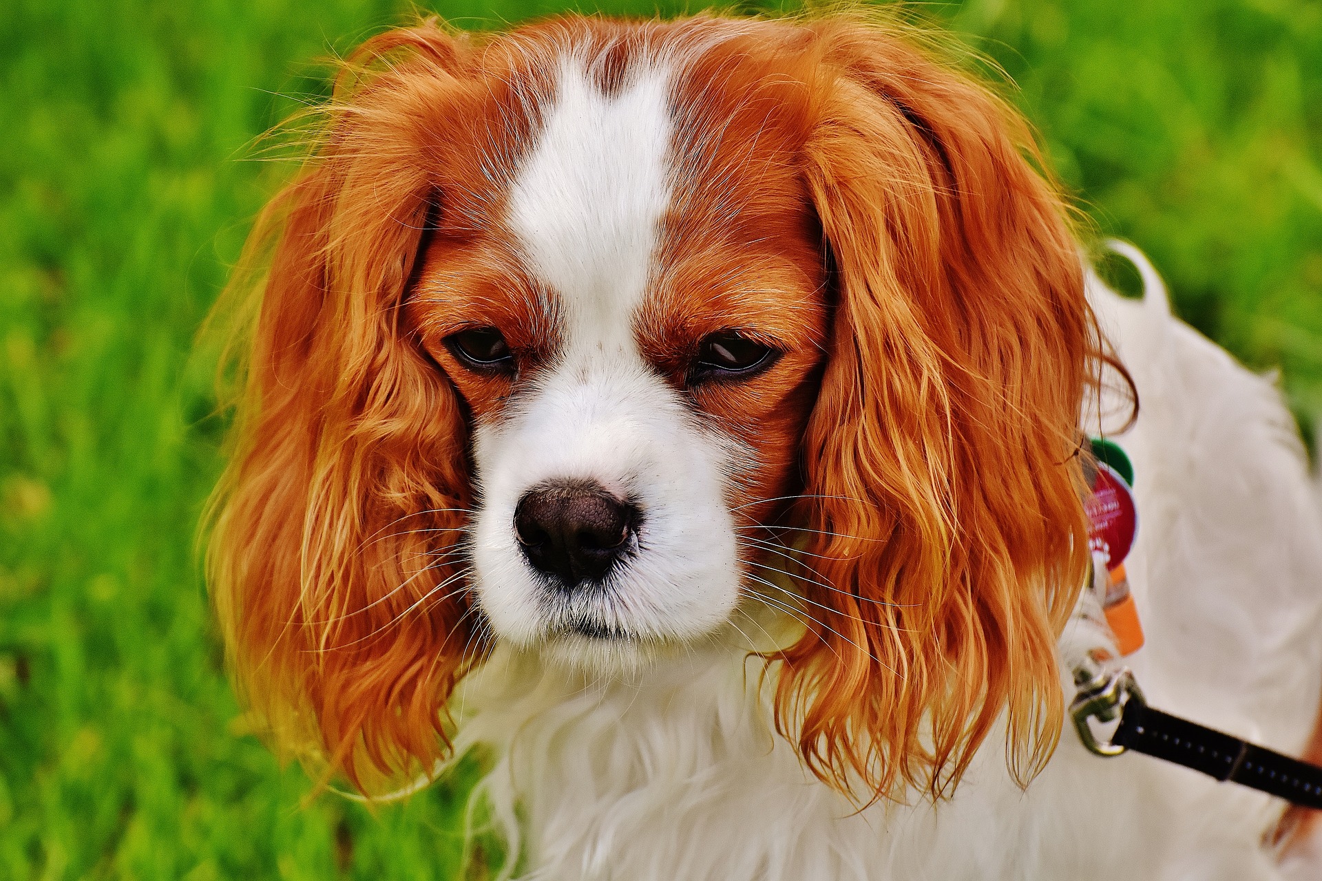 dog-1606600_1920