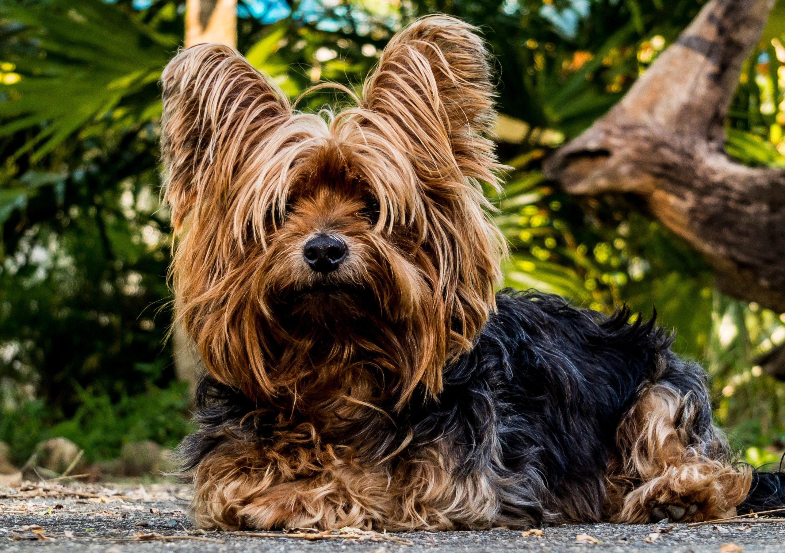 dog-216282