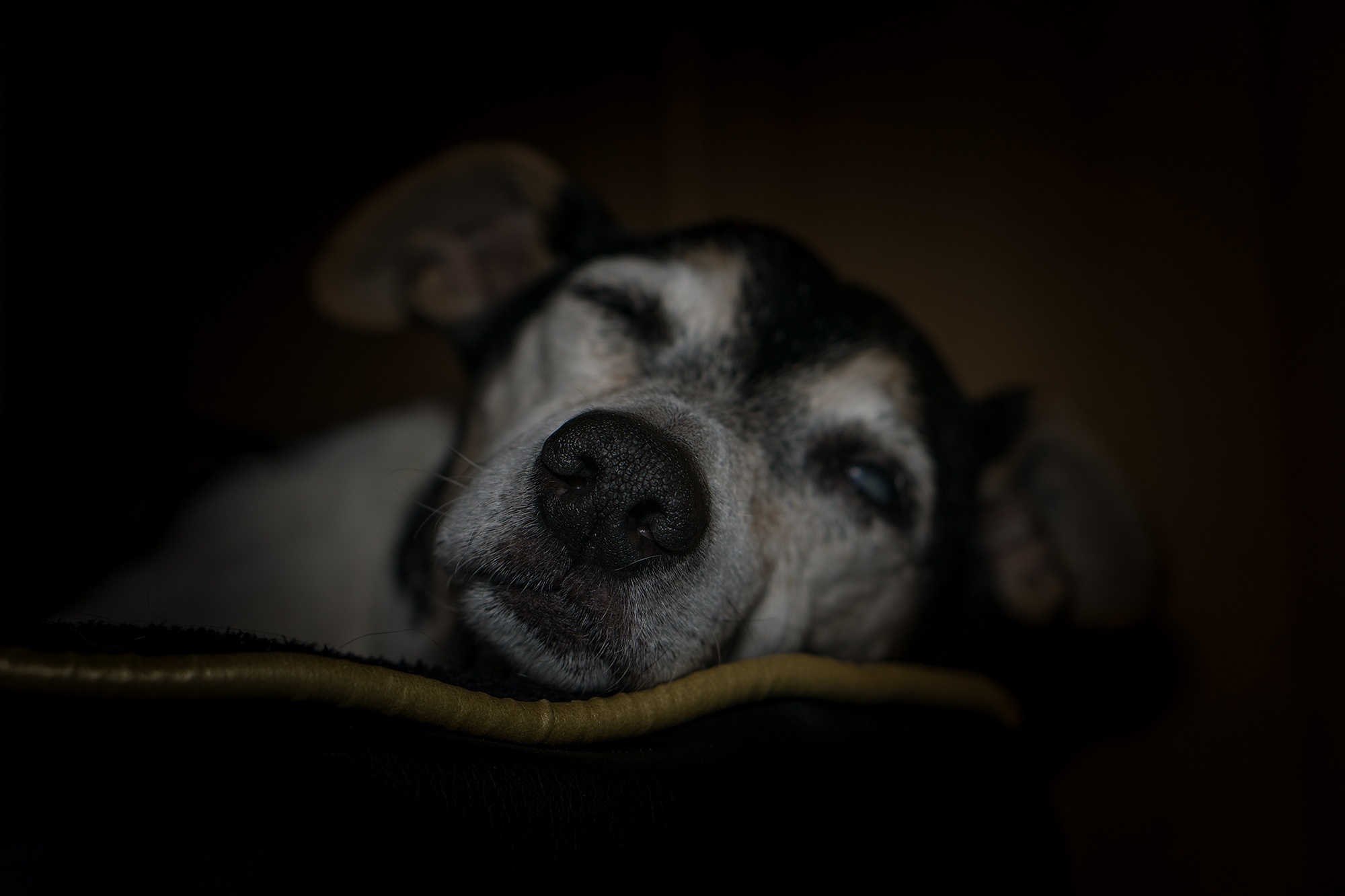 dog-2183114
