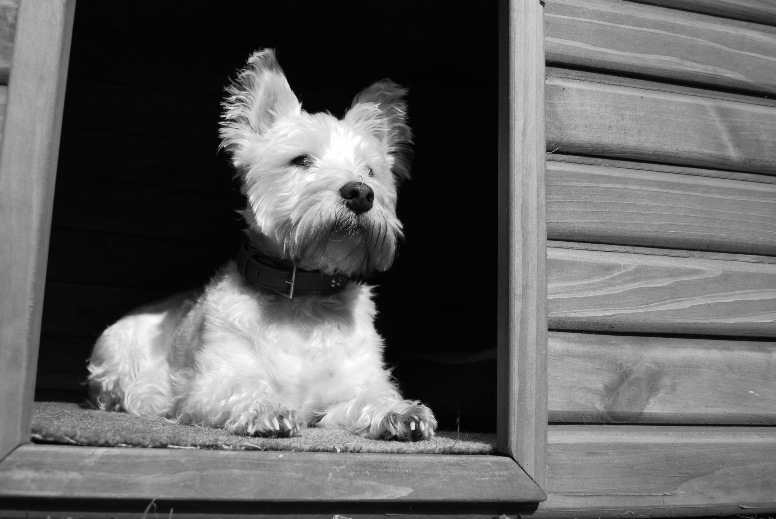 dog-2486898