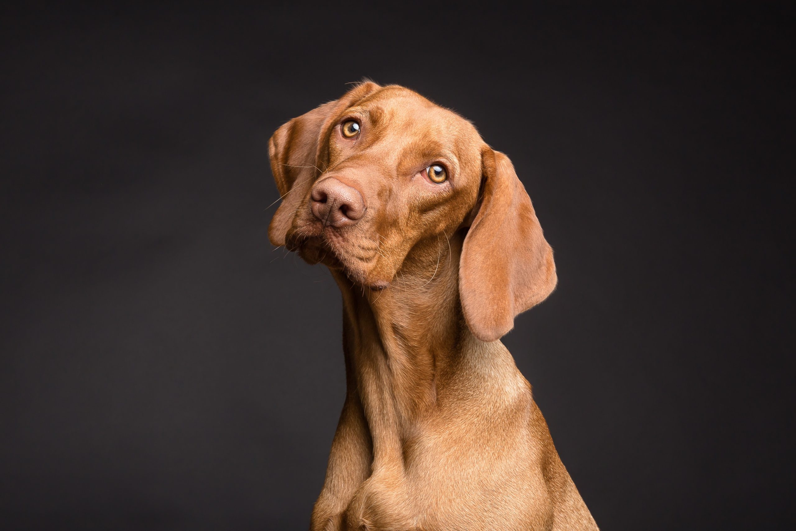 dog-3277416