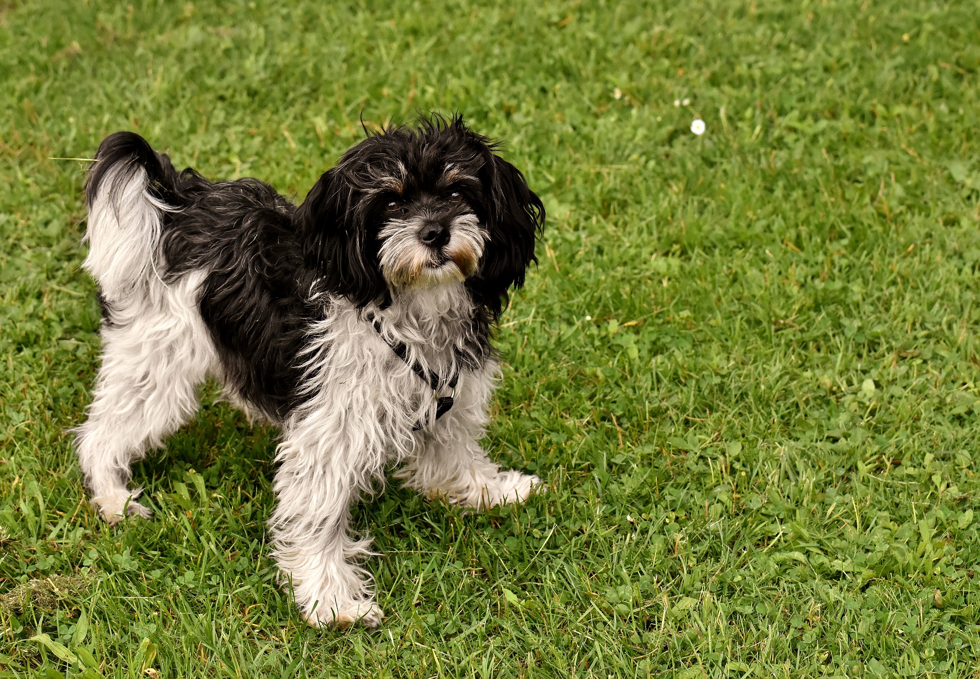 dog-3461239_1920