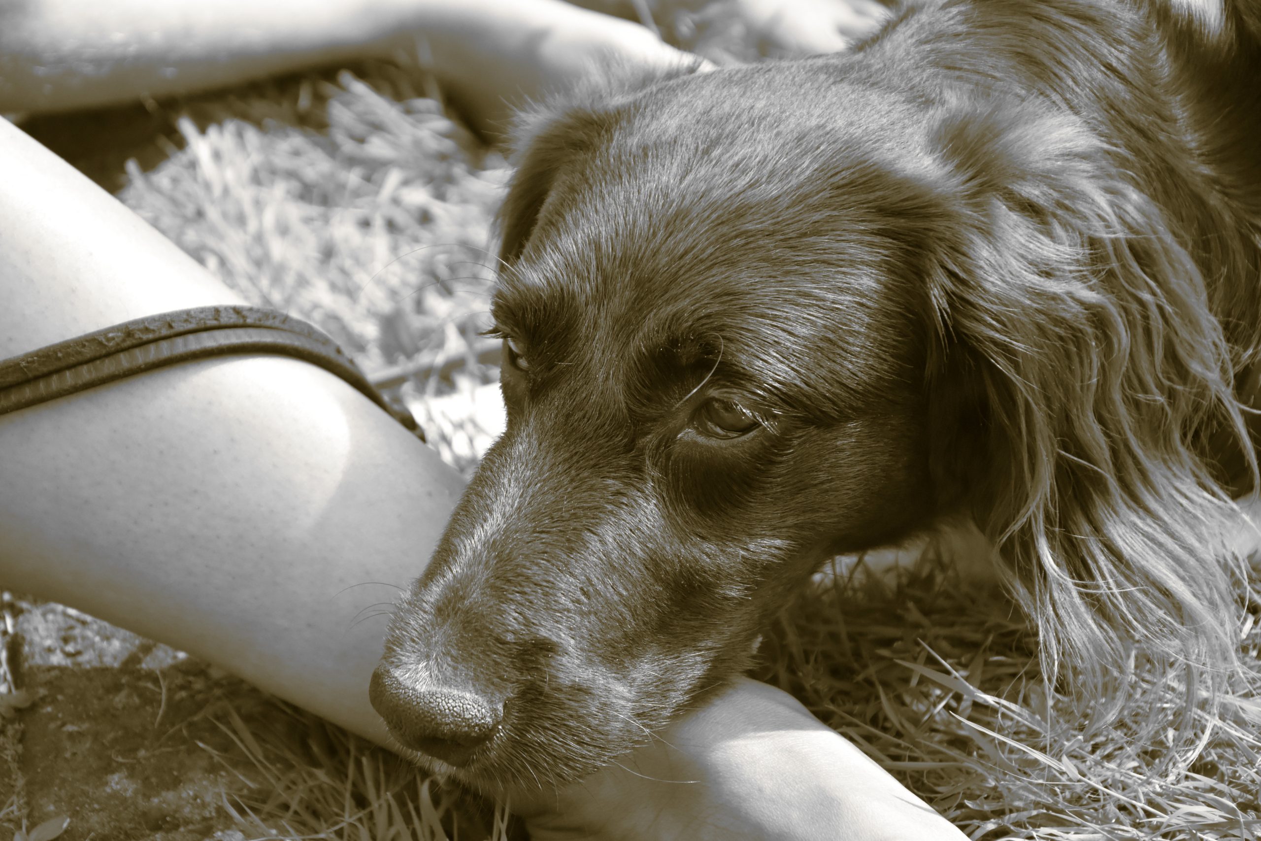 dog-4372814