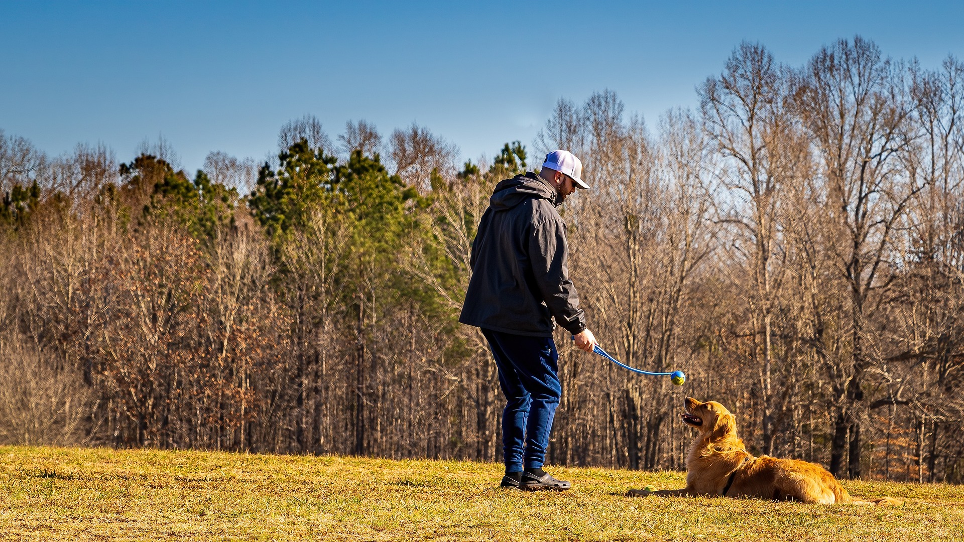 dog-5908502_1920