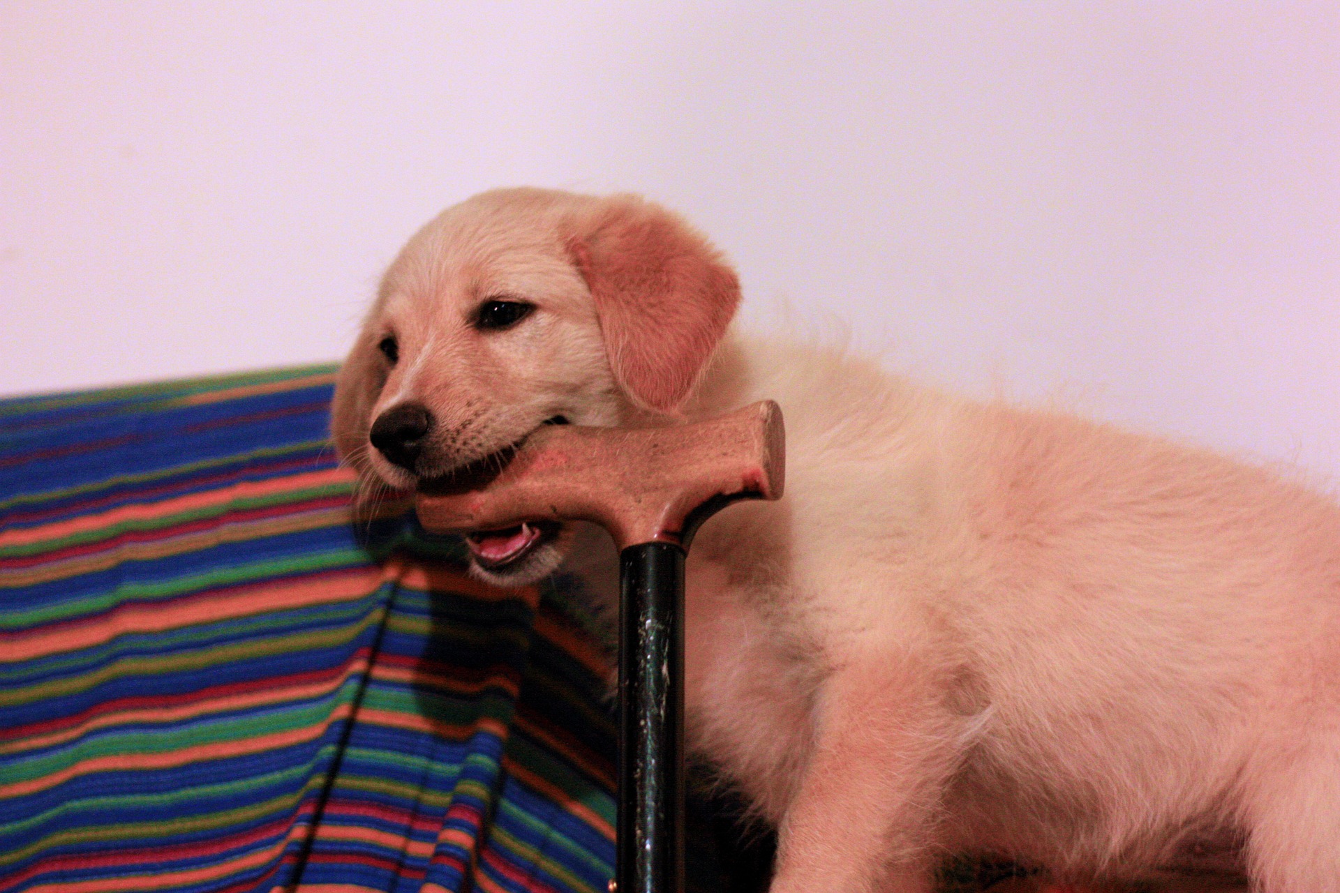 dog-634204_1920