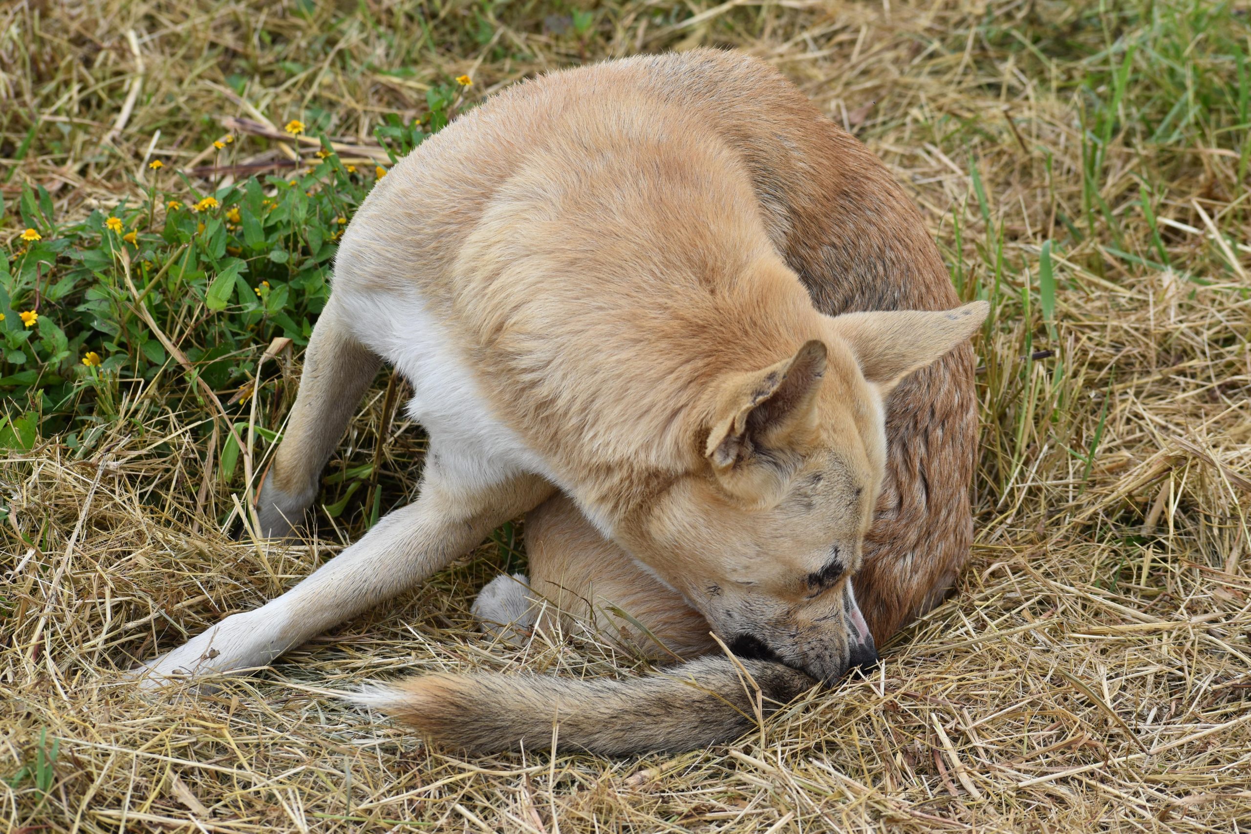 dog-6803644