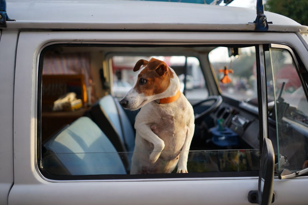 dog-car