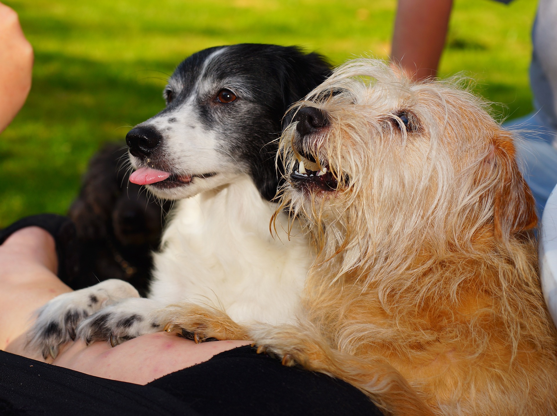 dogs-2712045_1920