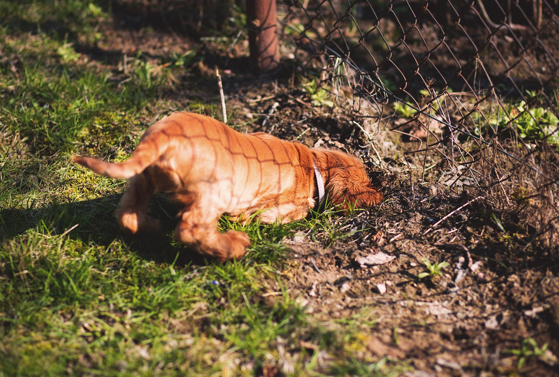 dogs-2939691_1920
