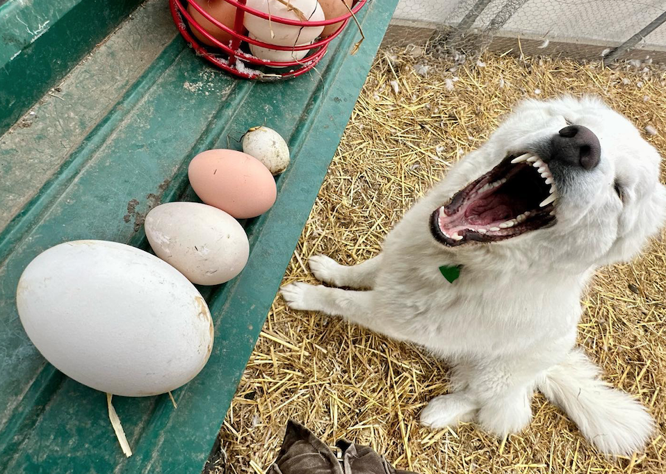 egg-2