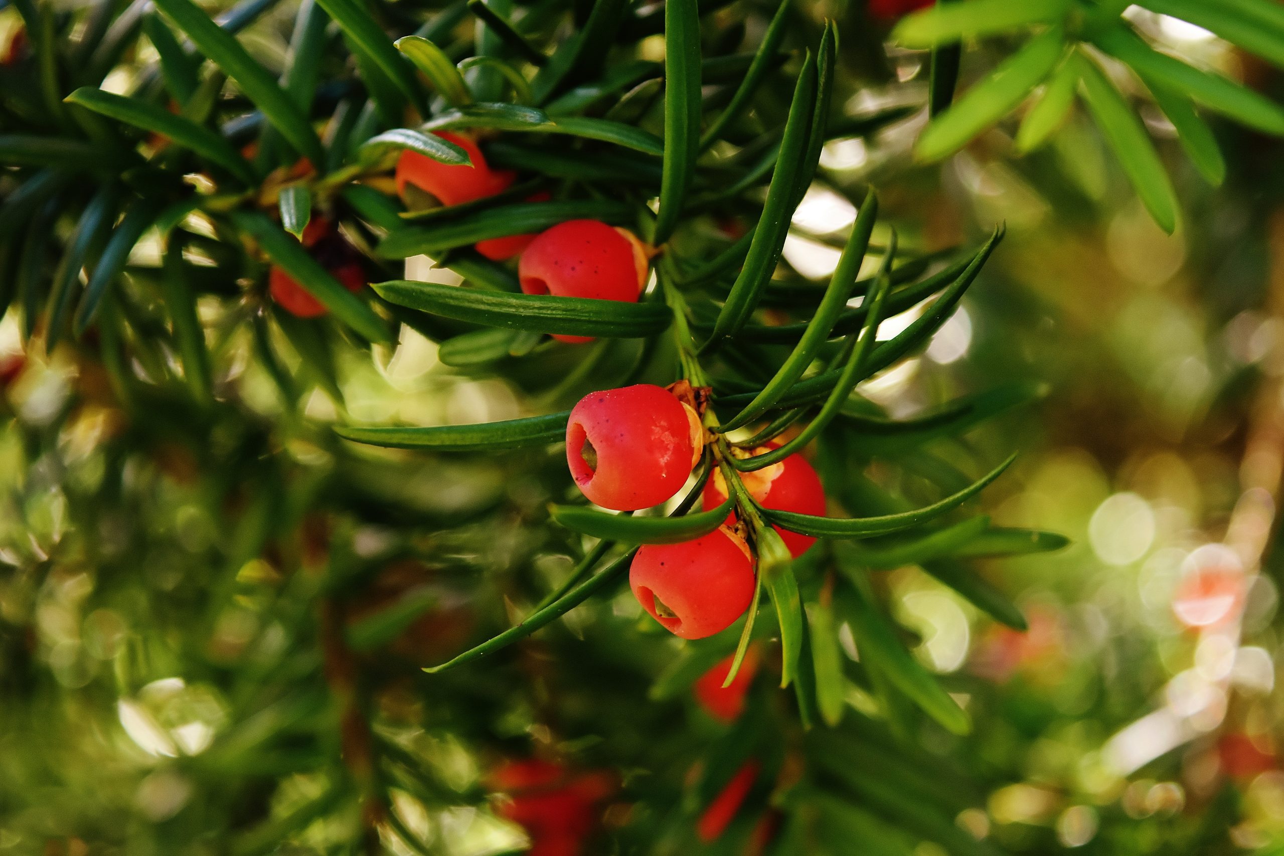 european-yew-1783077