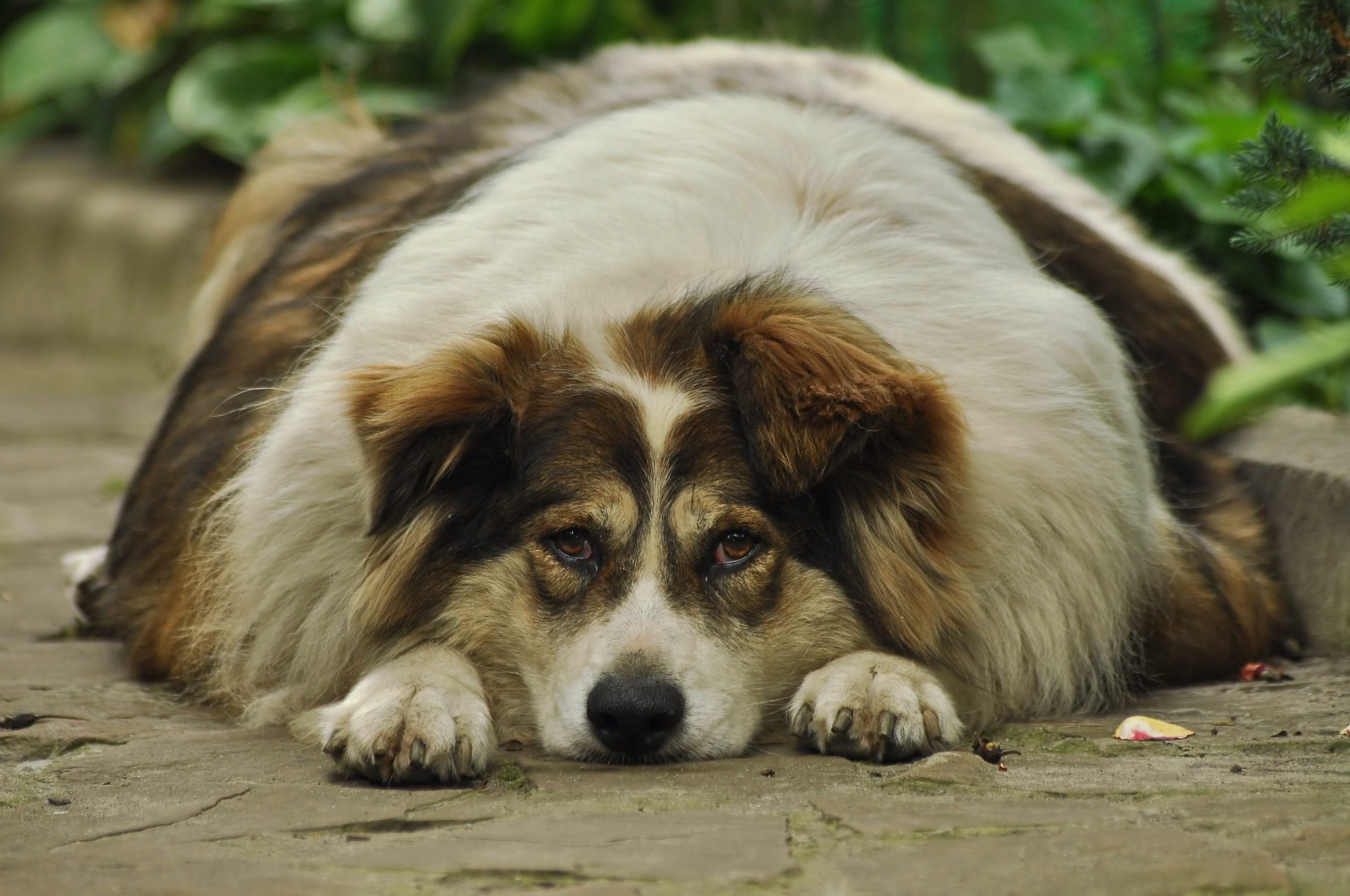 fat-dog-4392363