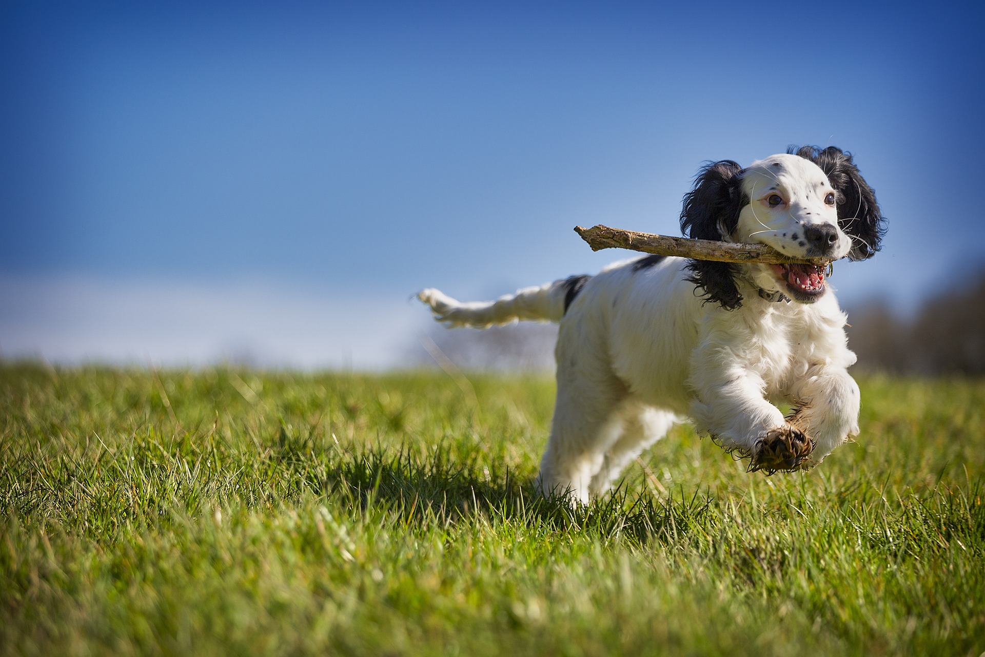 fetch-4957501_1920