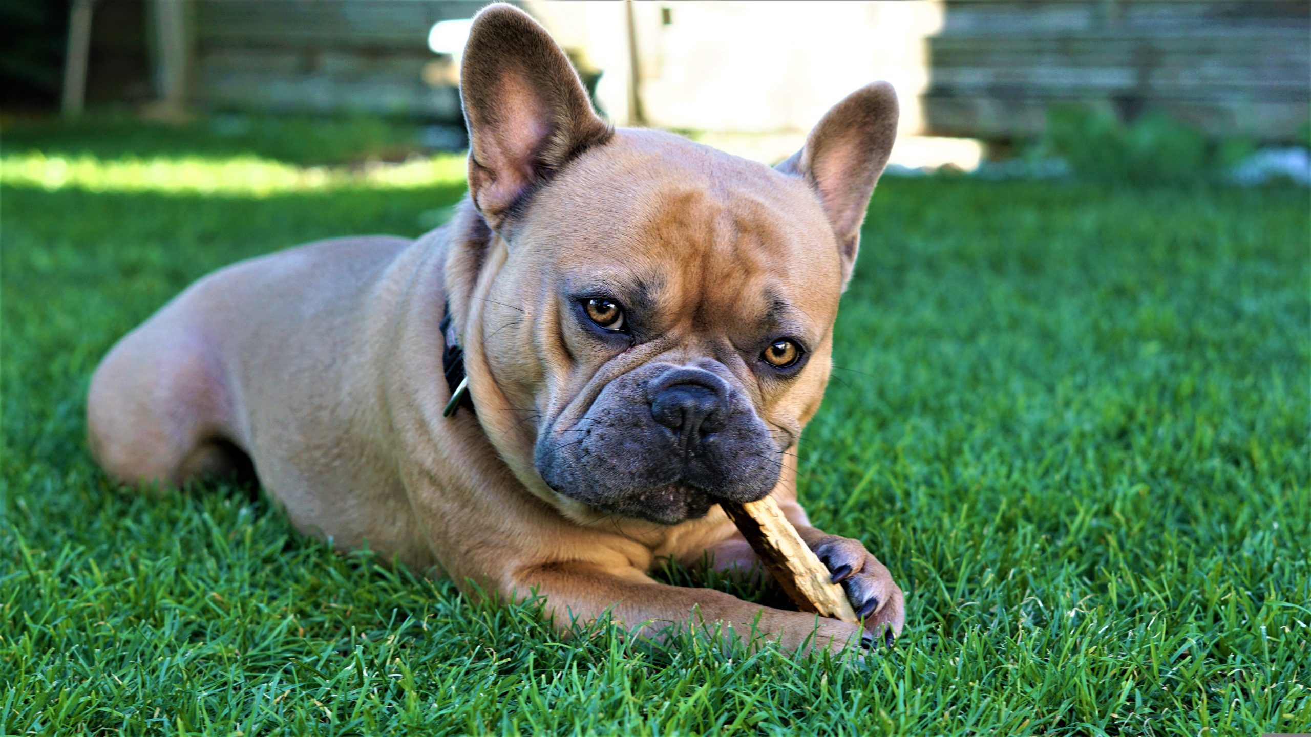 french-bulldog-4452293
