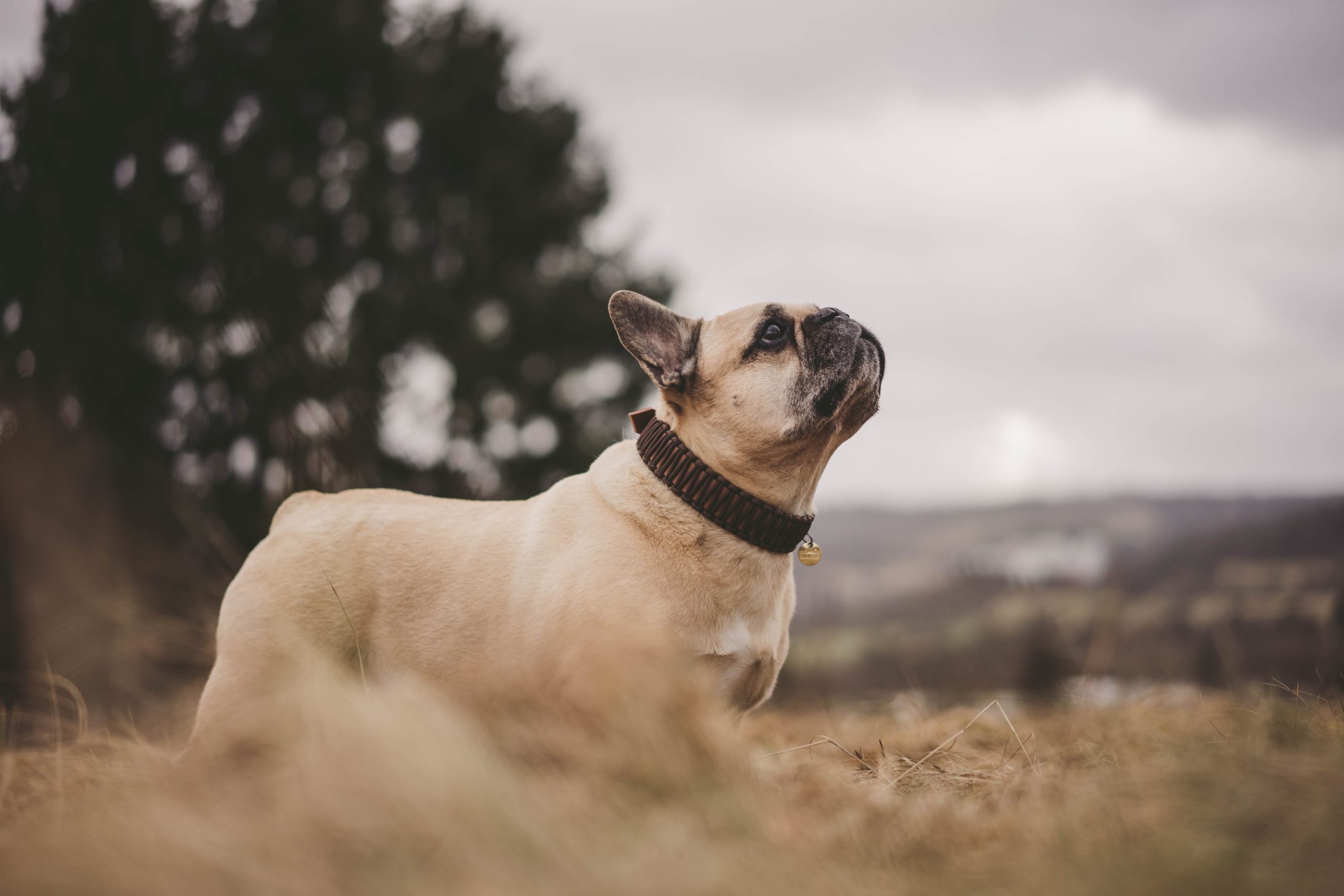 french-bulldog-7514203