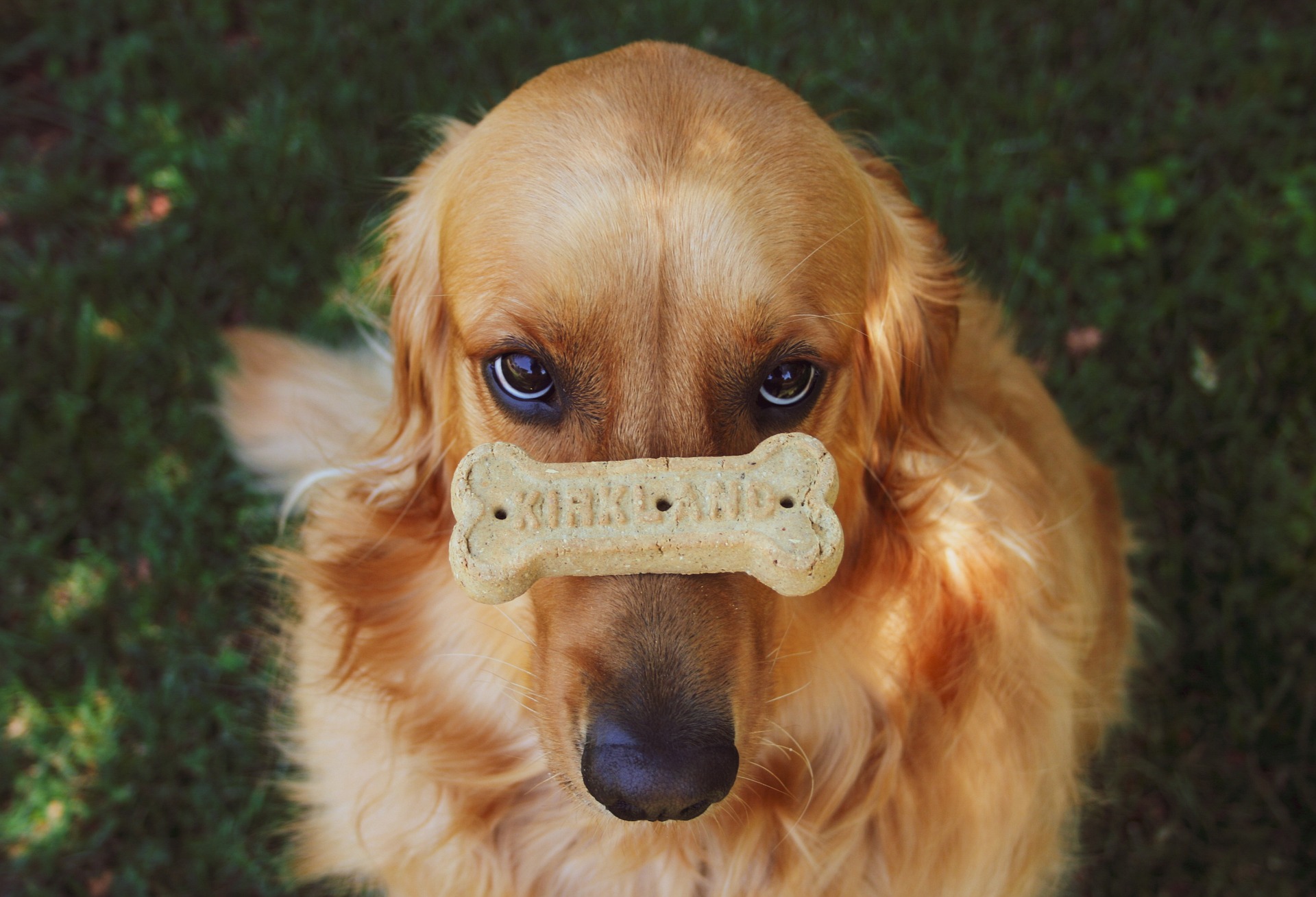 golden-retriever-5440704_1920