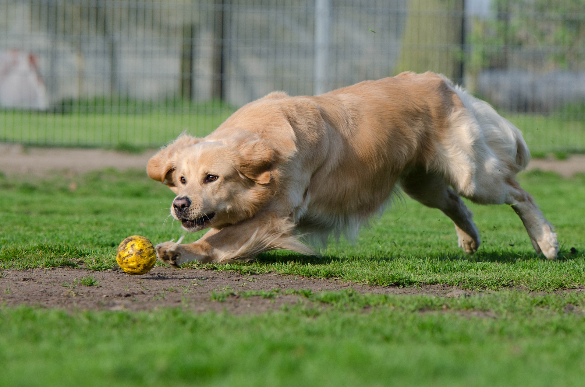 golden-retriever-750565_1920