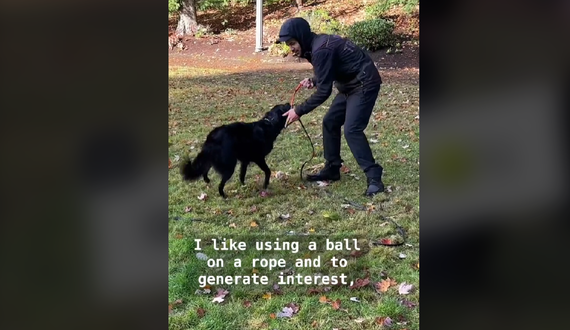 hamiltondogtraining