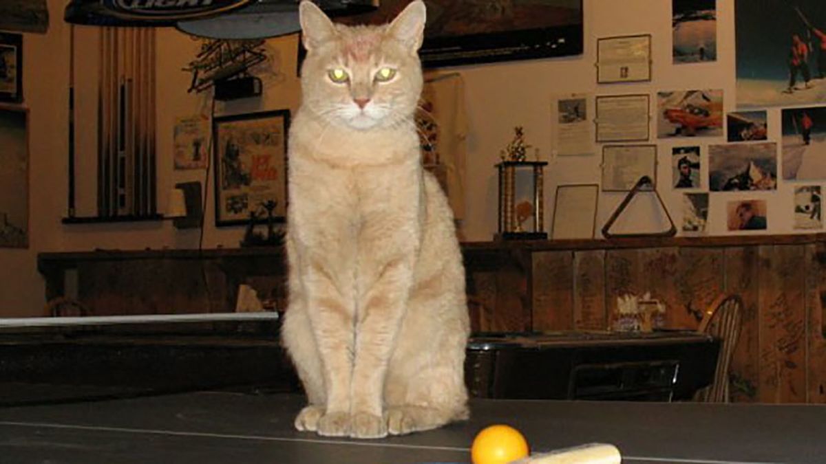 https___cdn-cnn-com_cnnnext_dam_assets_170724052749-01-stubbs-the-cat-1