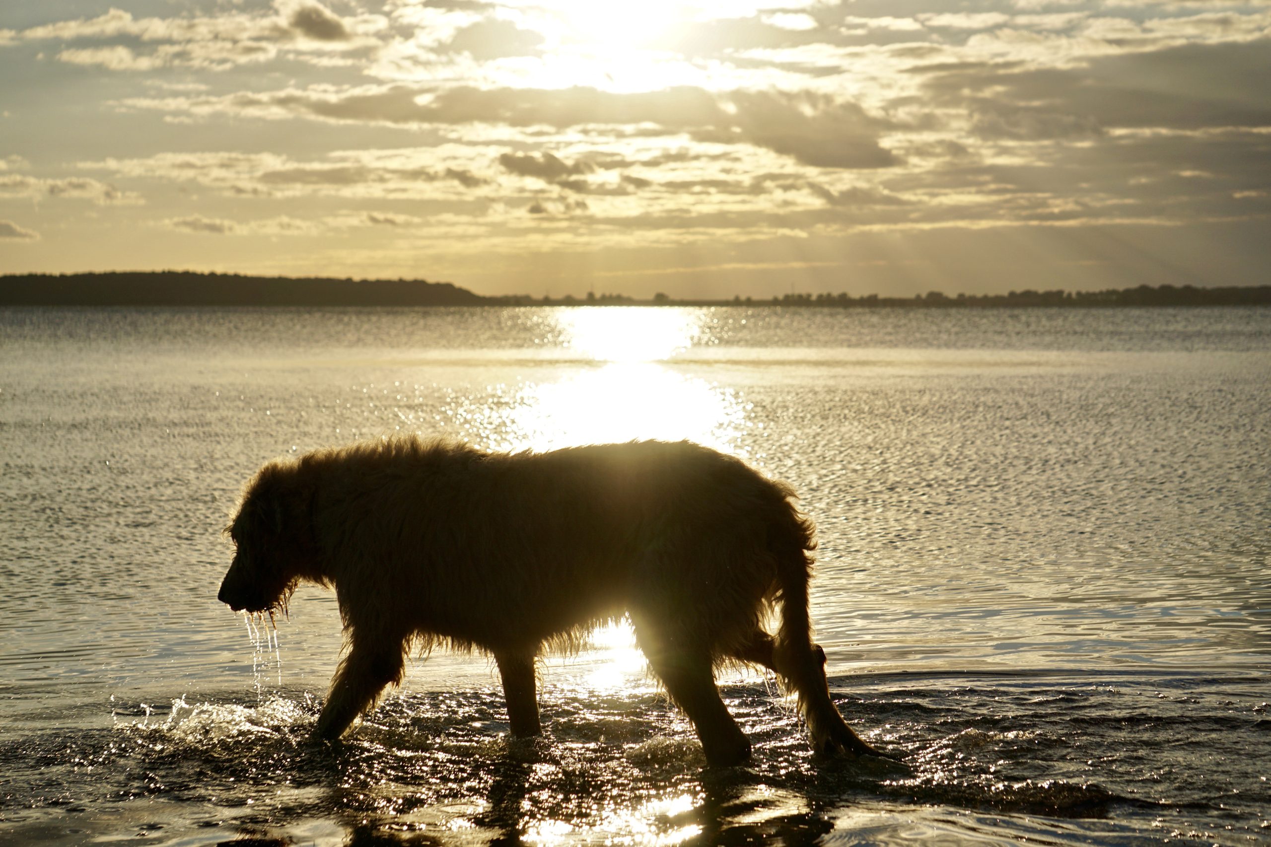 irish-wolfhound-1799034