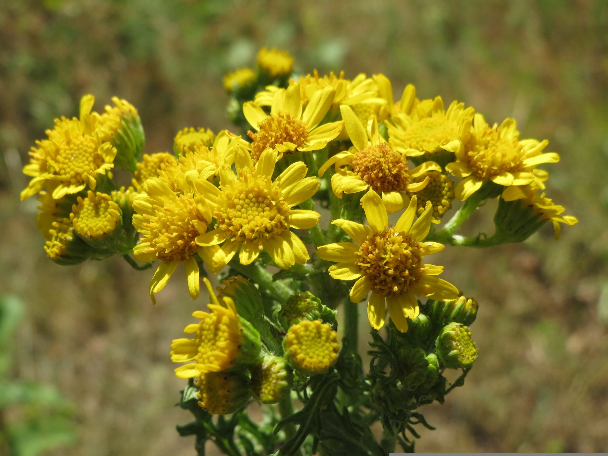 jacobaea-vulgaris-855479