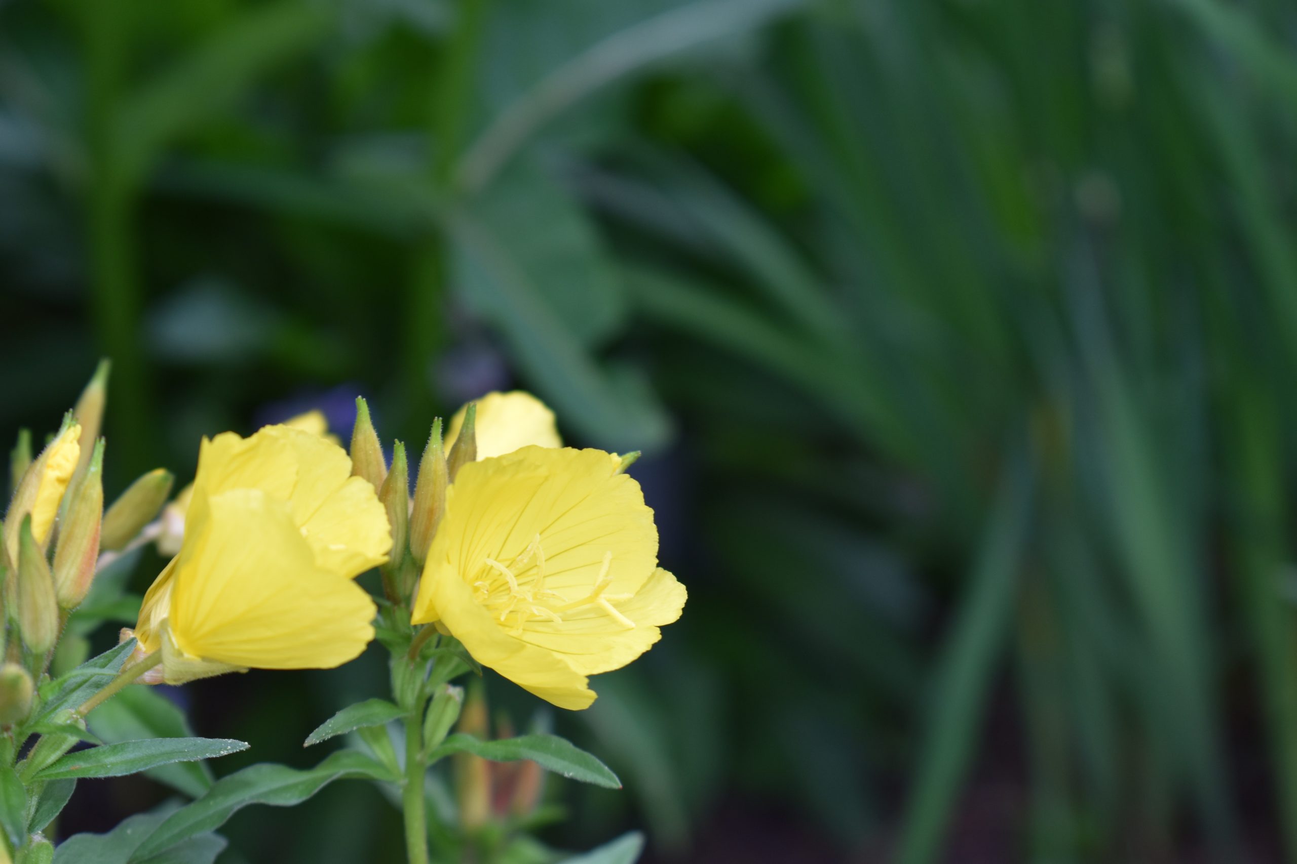 julie-blake-edison-x21migawfai-unsplash