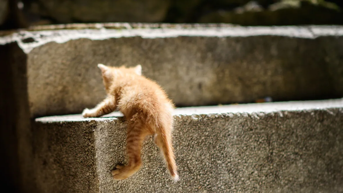kitten-3