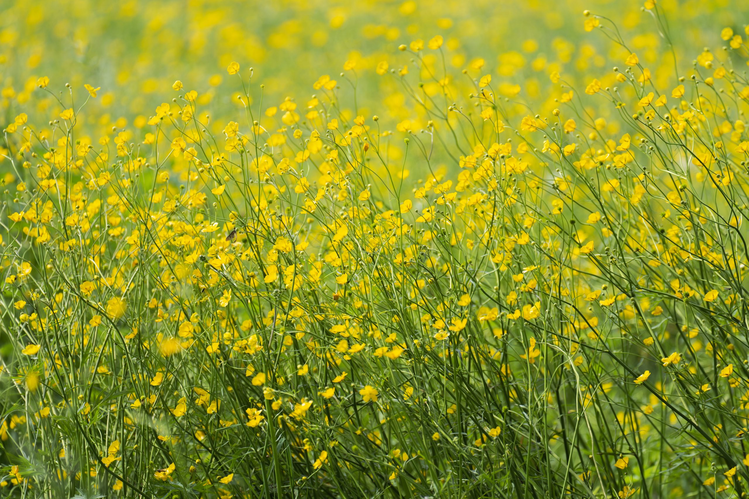 meadow-8071932