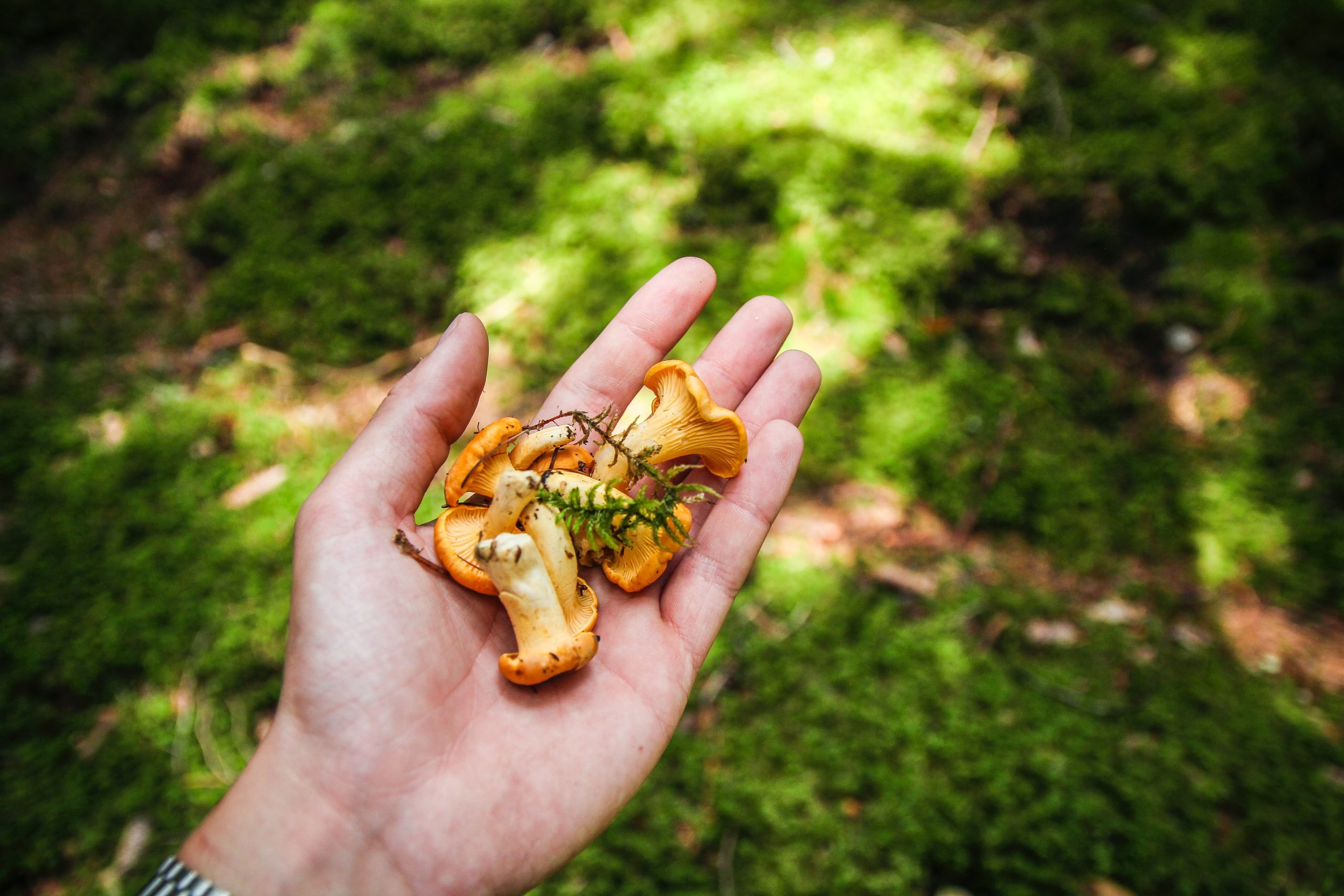 nico-benedickt-1ojtqhbslb4-unsplash