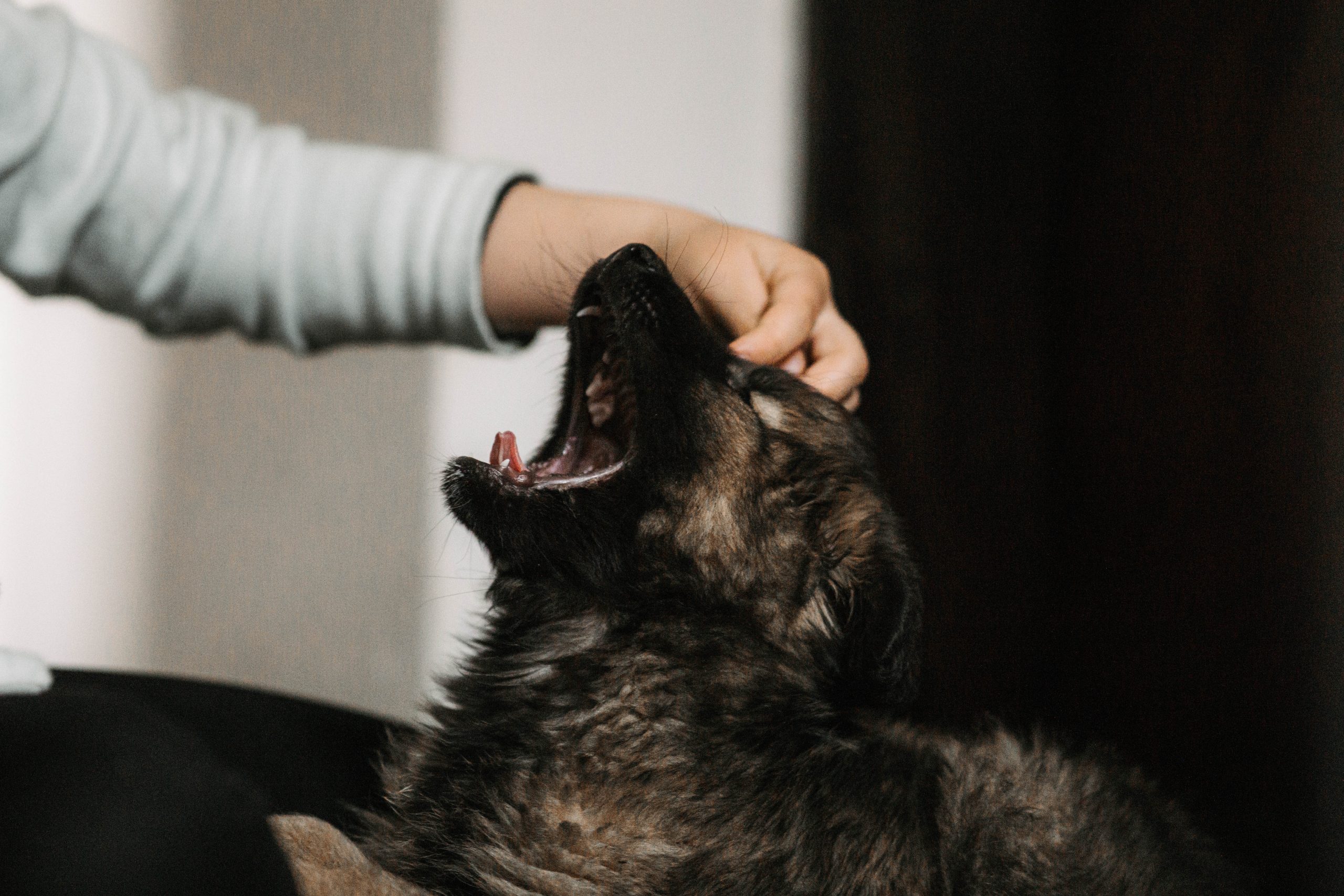 njegos-k-0nibhbvqcoo-unsplash