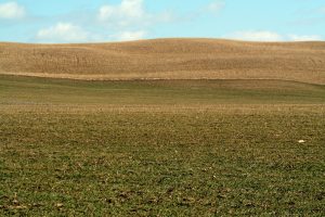 barren-land