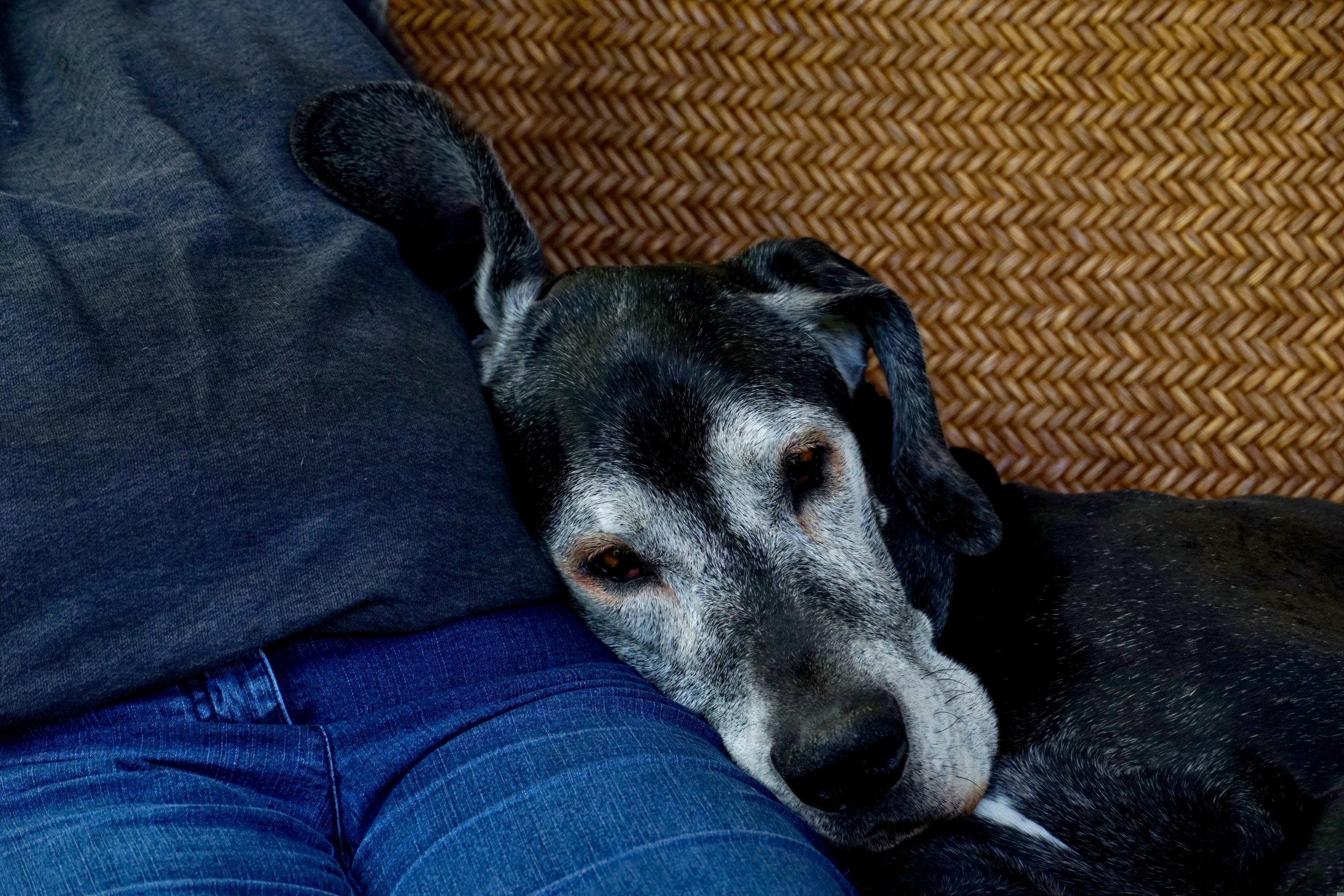 old-dog-3303296