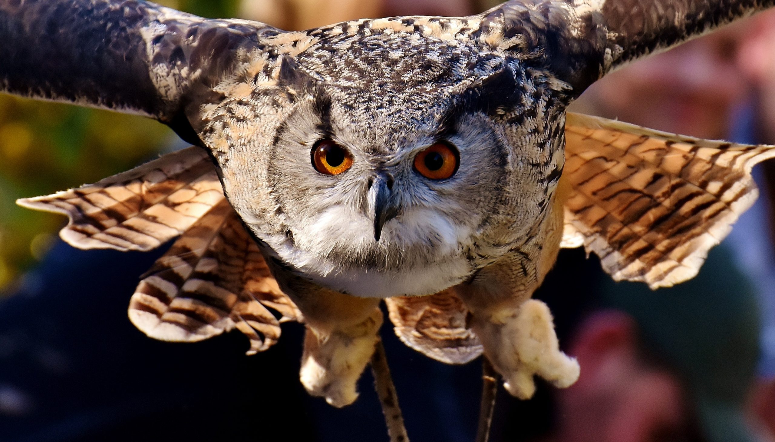 owl-2903707