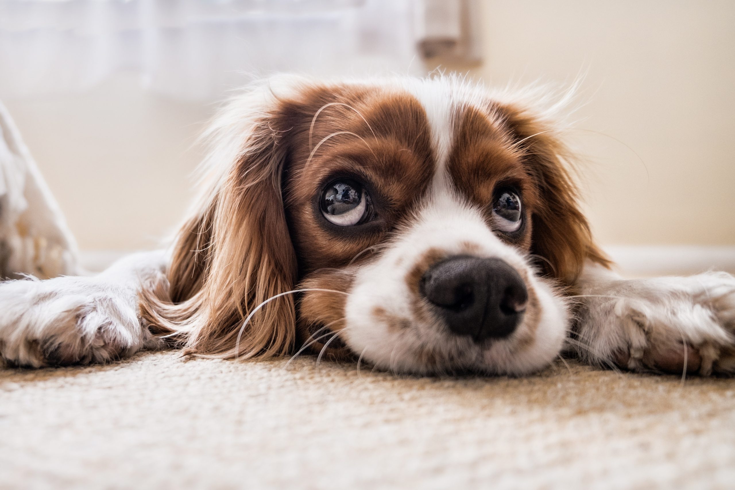 puppy-2785074