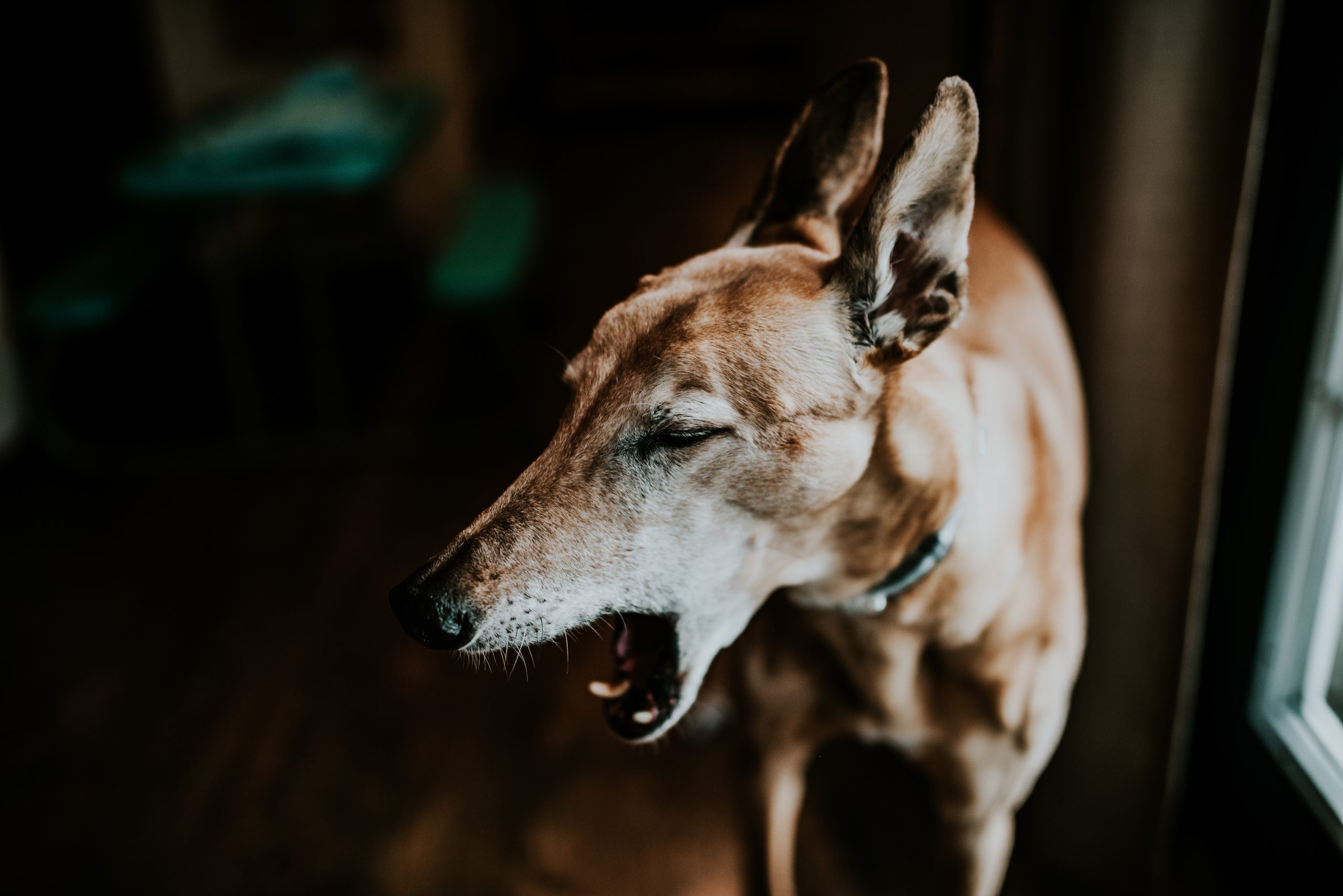 sandra-seitamaa-snwqyrpyabw-unsplash