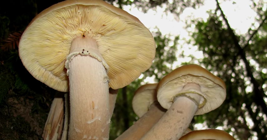 1120-humongous-fungus-aka-armillaria-solidipes-the-worlds-biggest-living-organism-00-02-25