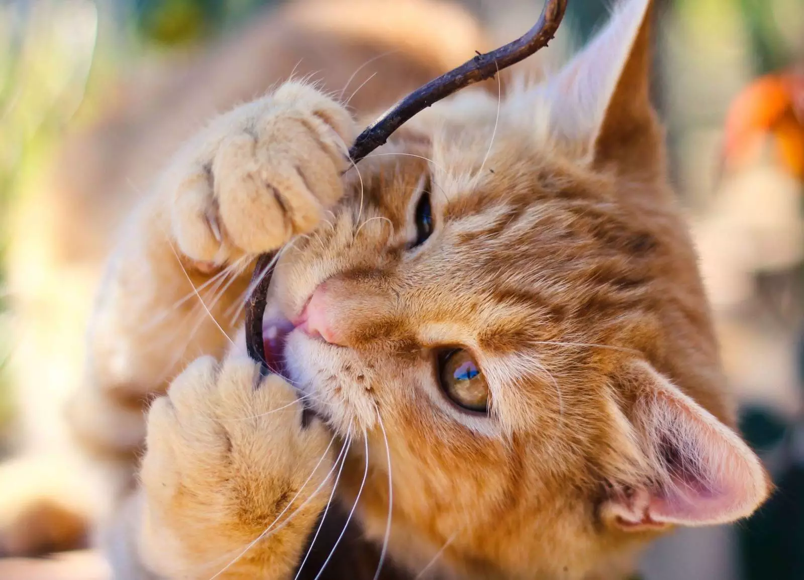 21-common-cat-behaviors-and-what-they-mean_10