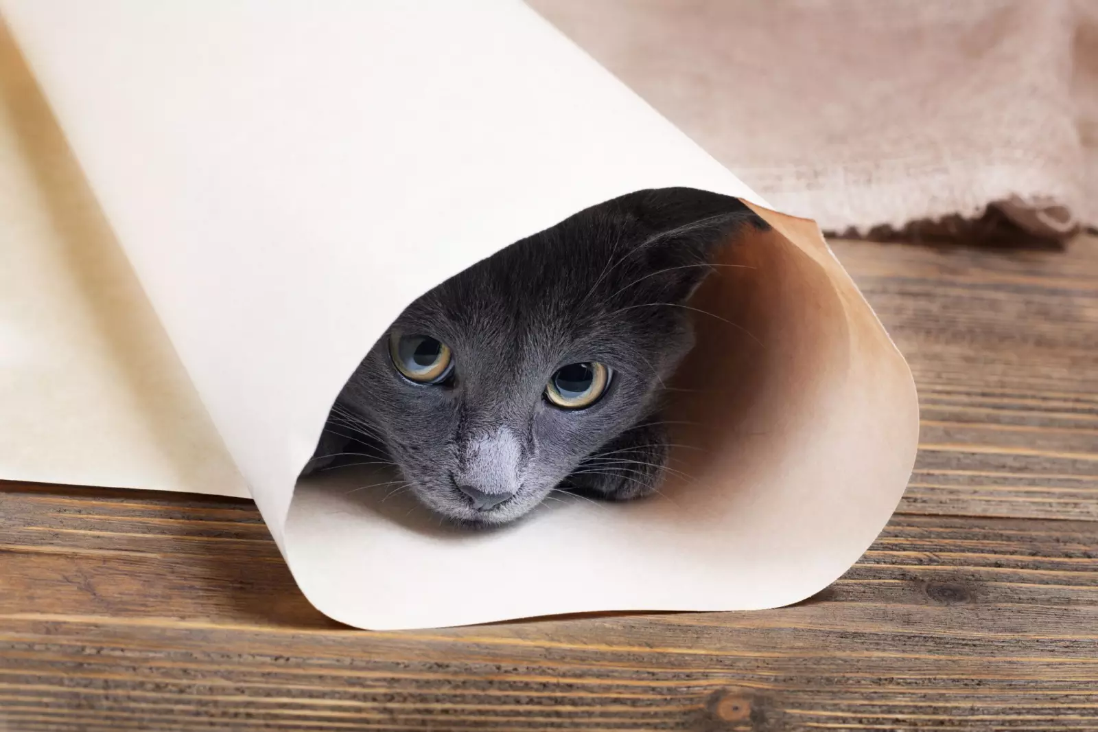 21-common-cat-behaviors-and-what-they-mean_11
