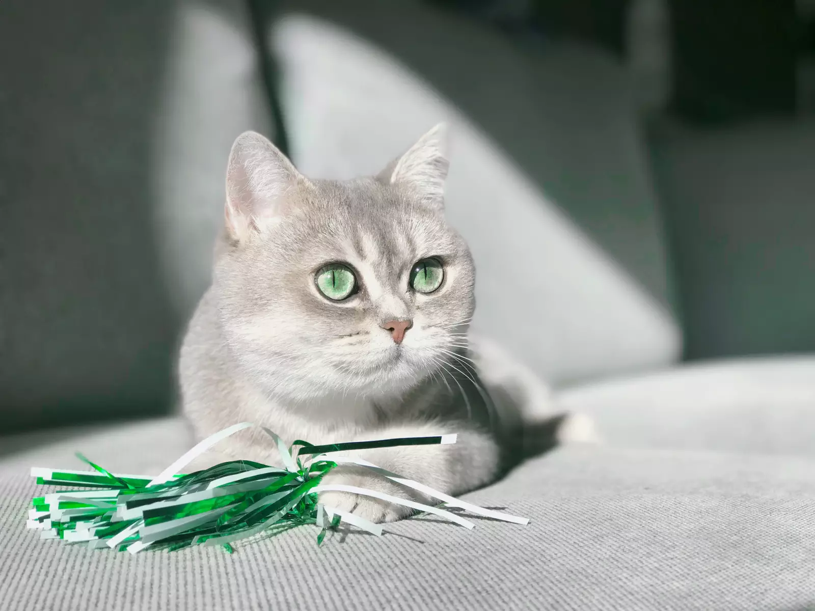 21-common-cat-behaviors-and-what-they-mean_12
