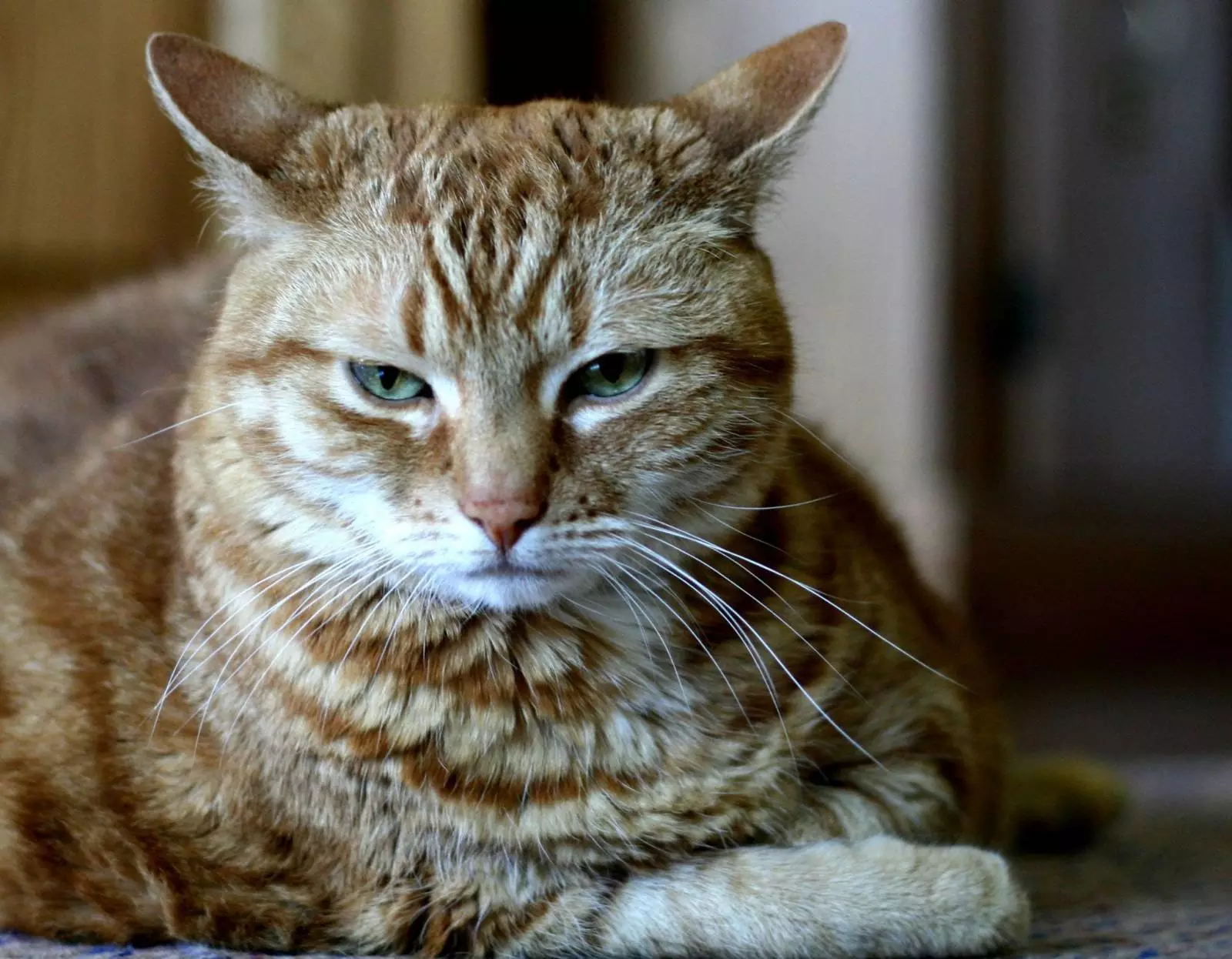 21-common-cat-behaviors-and-what-they-mean_13