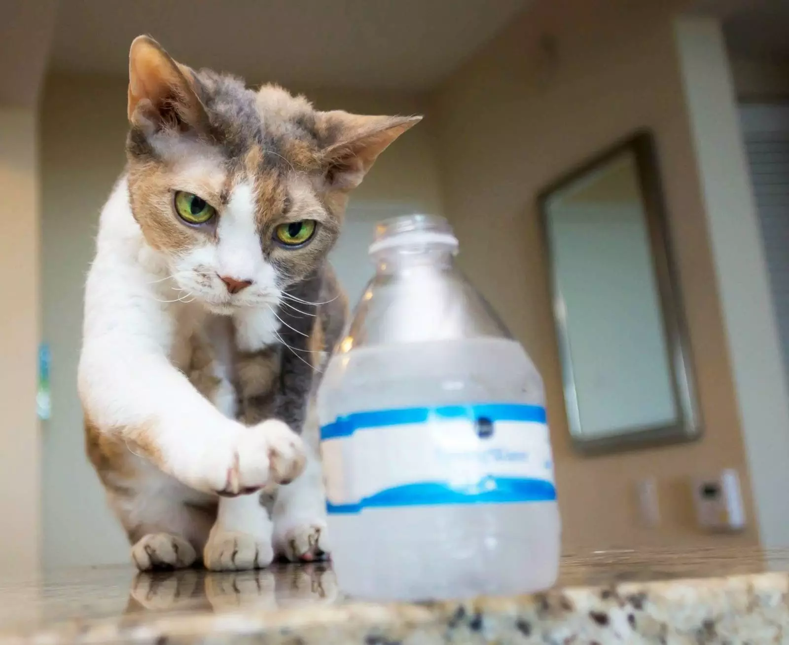 21-common-cat-behaviors-and-what-they-mean_14